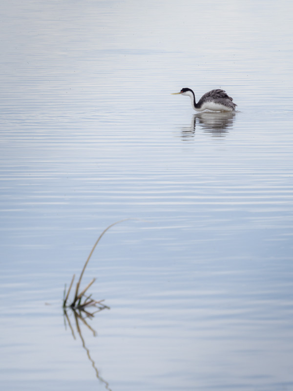 Birding At Frank Lake 3