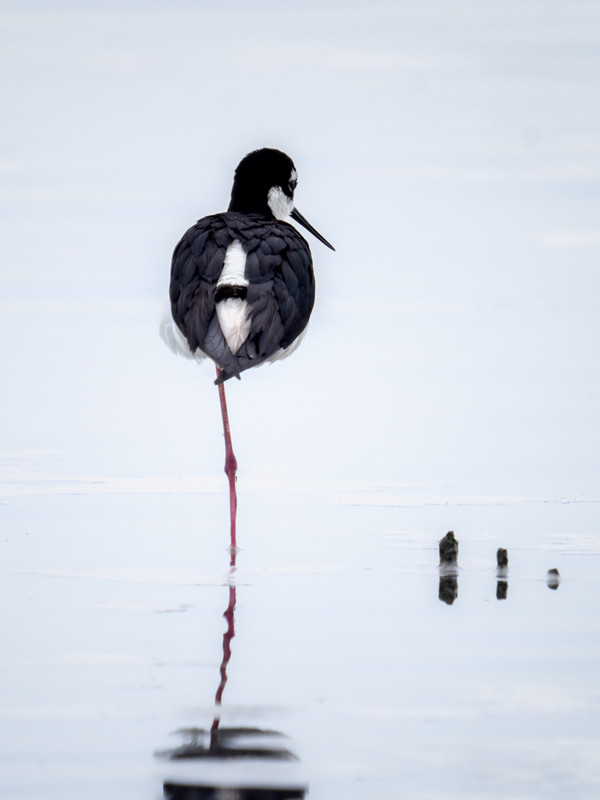 Birding At Frank Lake 4