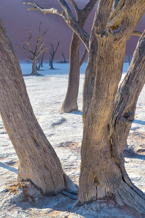 Deadvlei Camelthorn Trees