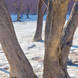 Deadvlei Camelthorn Trees