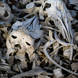 Beluga Skulls And Bones