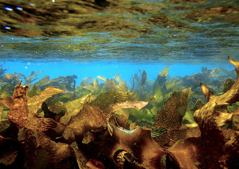 Kelp Jungle