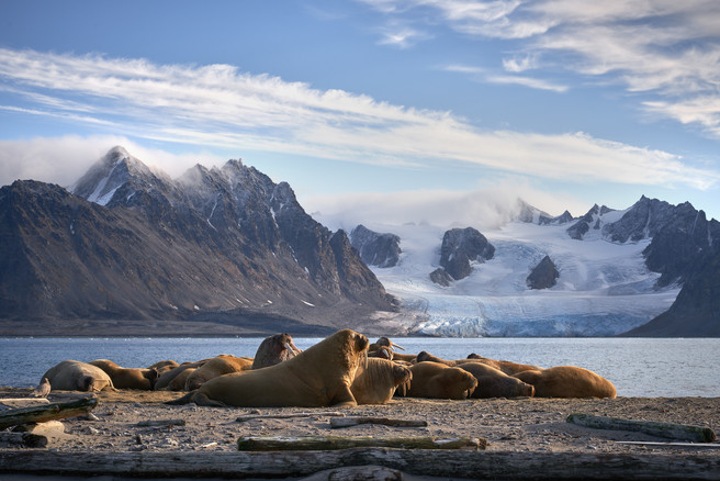 Smeerenburg Walrus Gathering