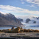 Smeerenburg Walrus Gathering