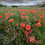 Bamburgh Dune Slack Poppies