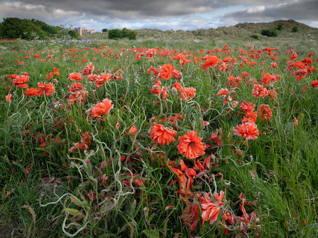 Bamburgh Dune Slack Poppies