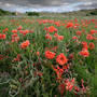 Bamburgh Dune Slack Poppies