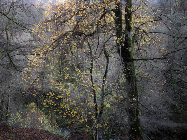 Last Leaves Of Autumn