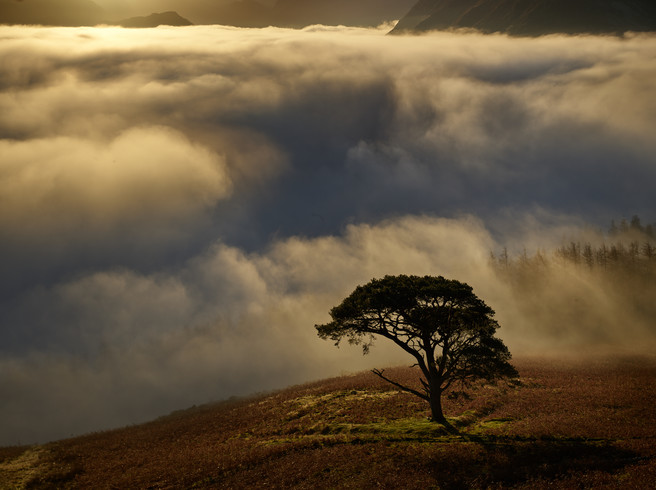 Lone Pine Dawn