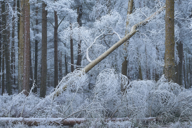 Rievaulx Moor Hoar Frost