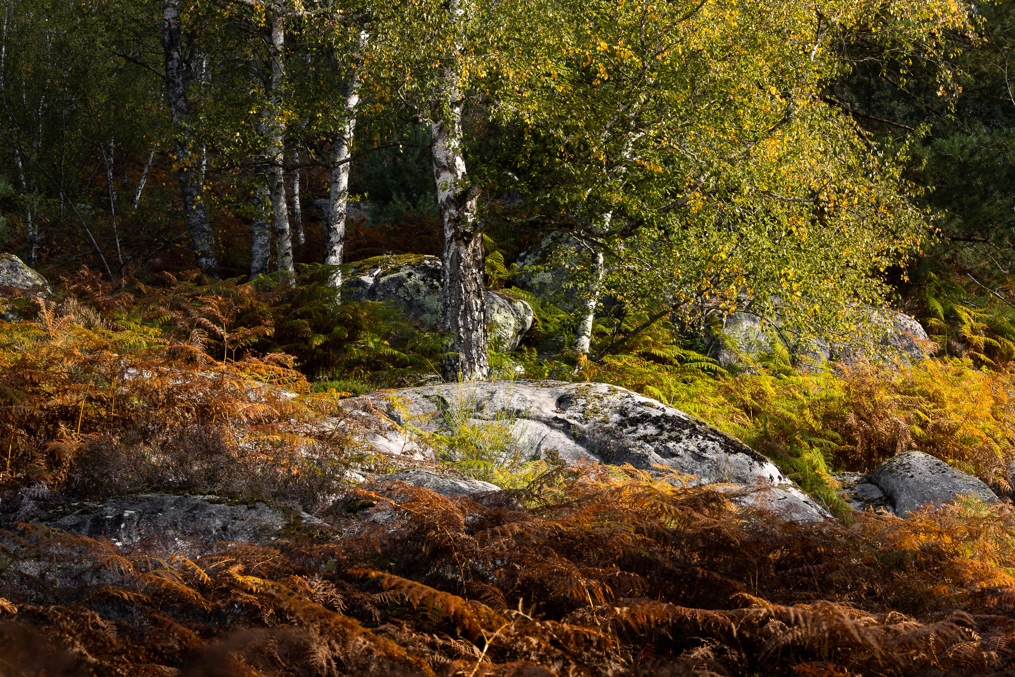 Francesco Carovillano 9574