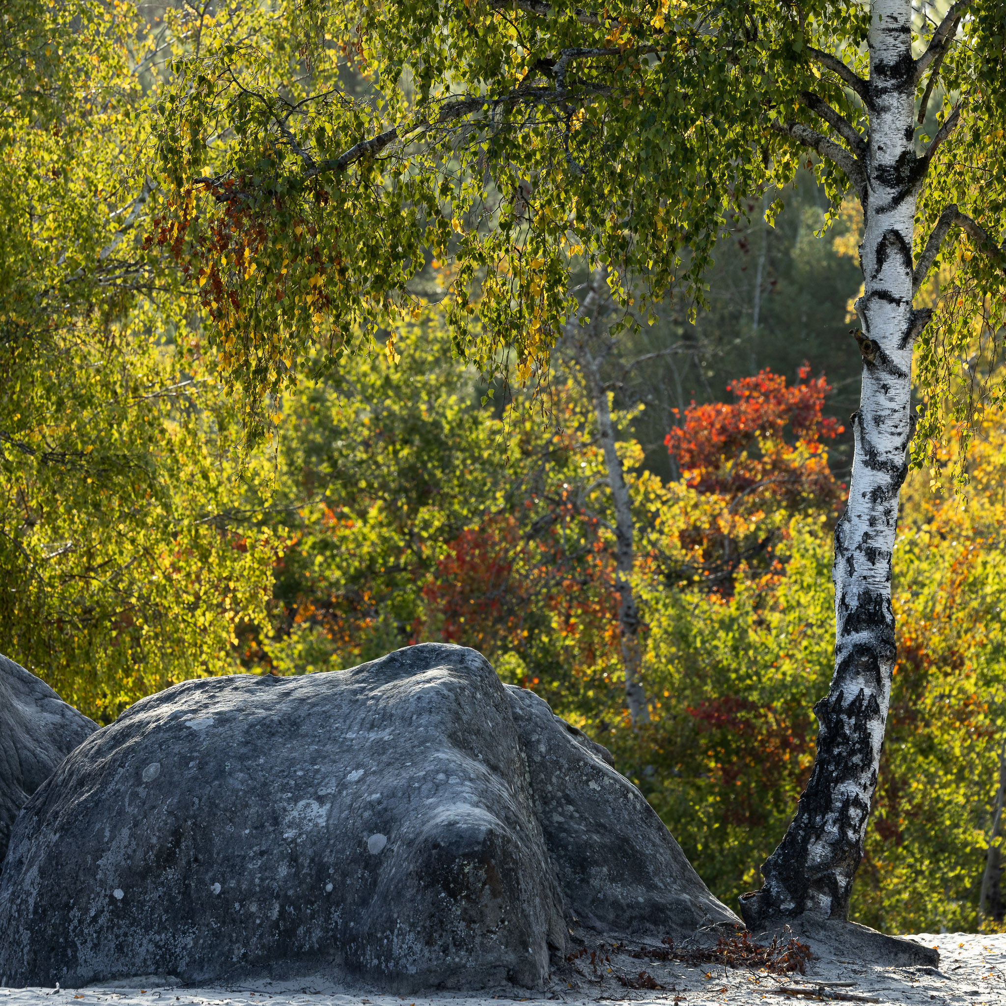 Francesco Carovillano 9616