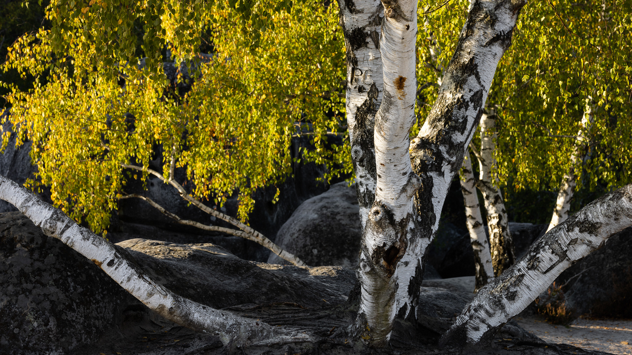 Francesco Carovillano 9689