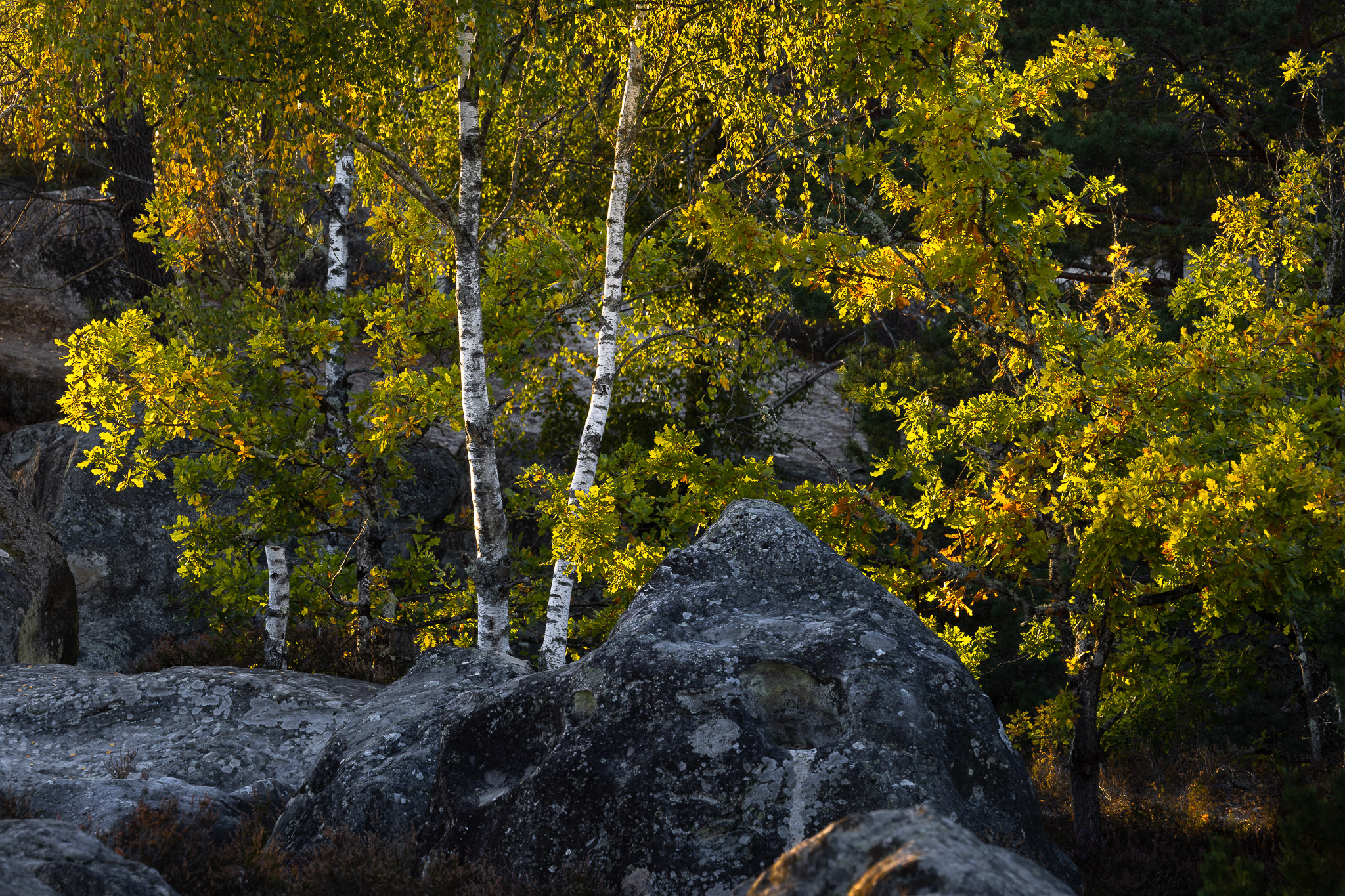 Francesco Carovillano 9729