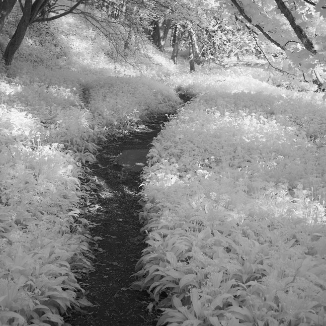 Ramsons At Stenkrith