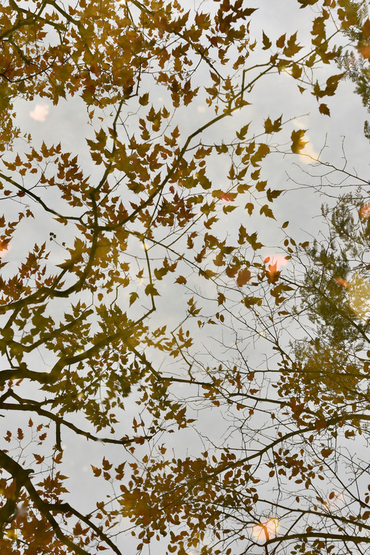Autumn Reflections 5