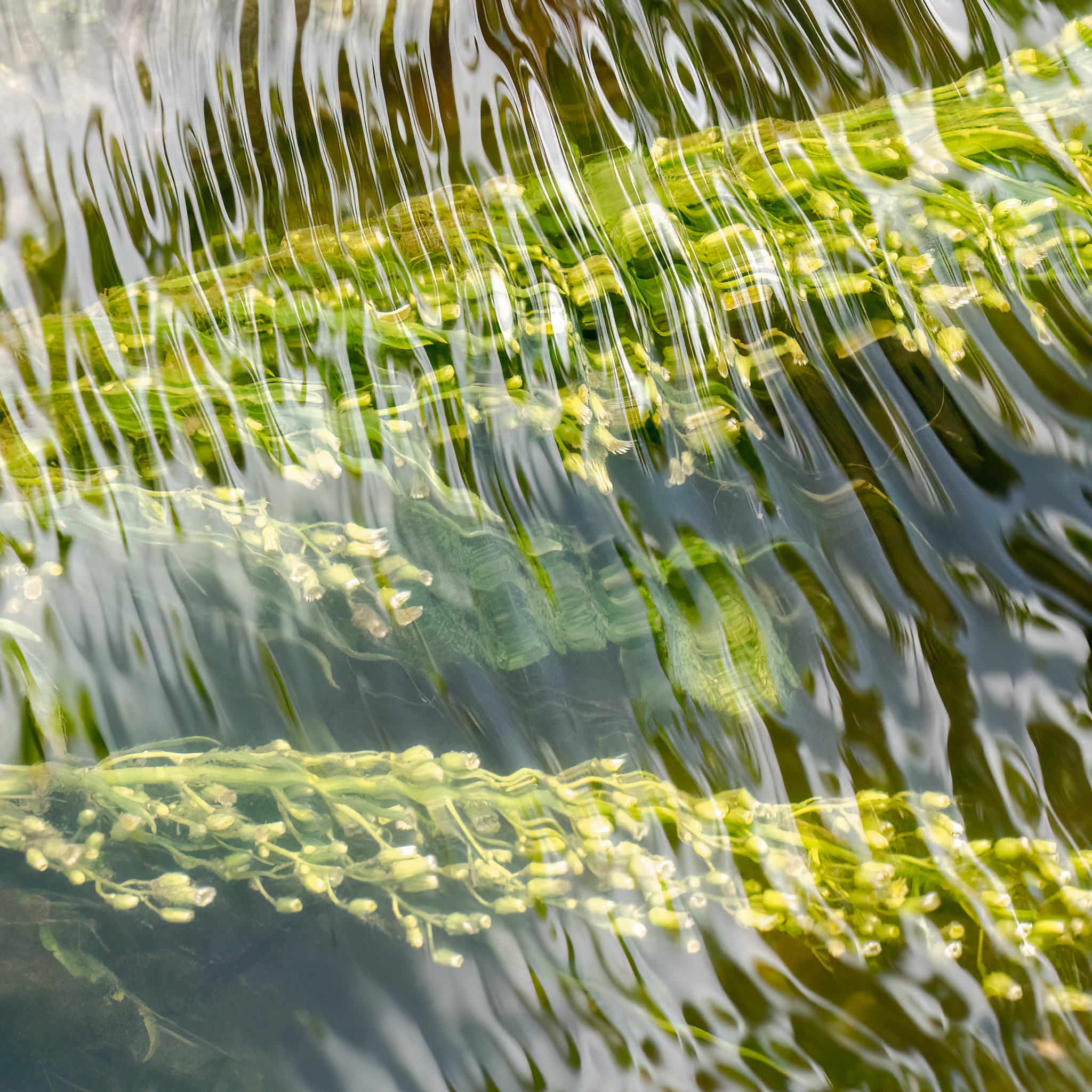 Free But Safely Held