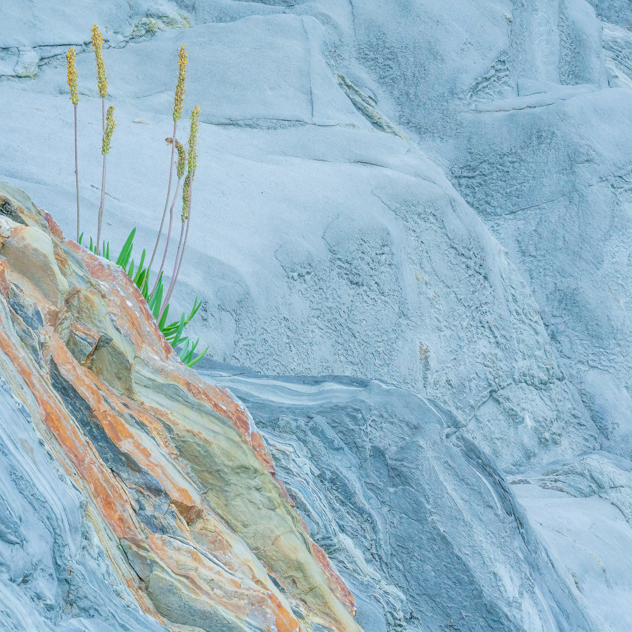 Life on the rocks On Landscape