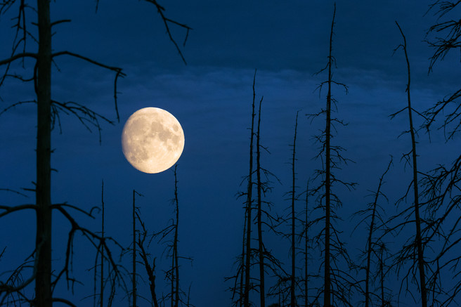 Standing Alone Scary Forest Pziemacki