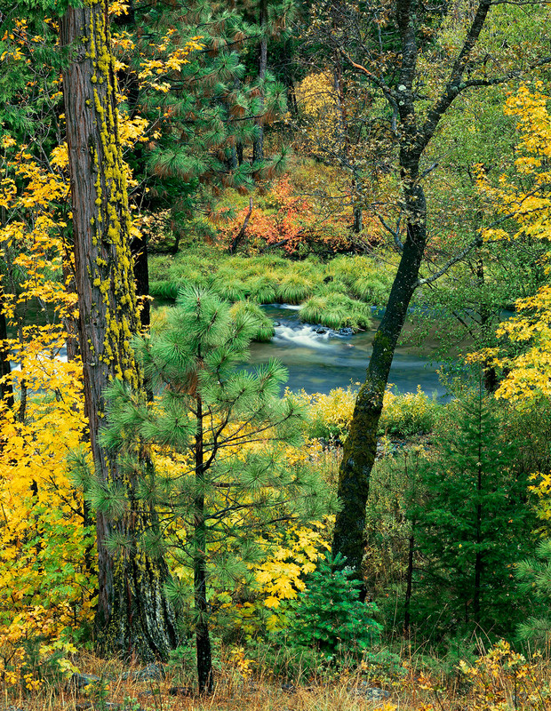 Riffle Through Woods, Northern Sierra Nevada, California (vertic