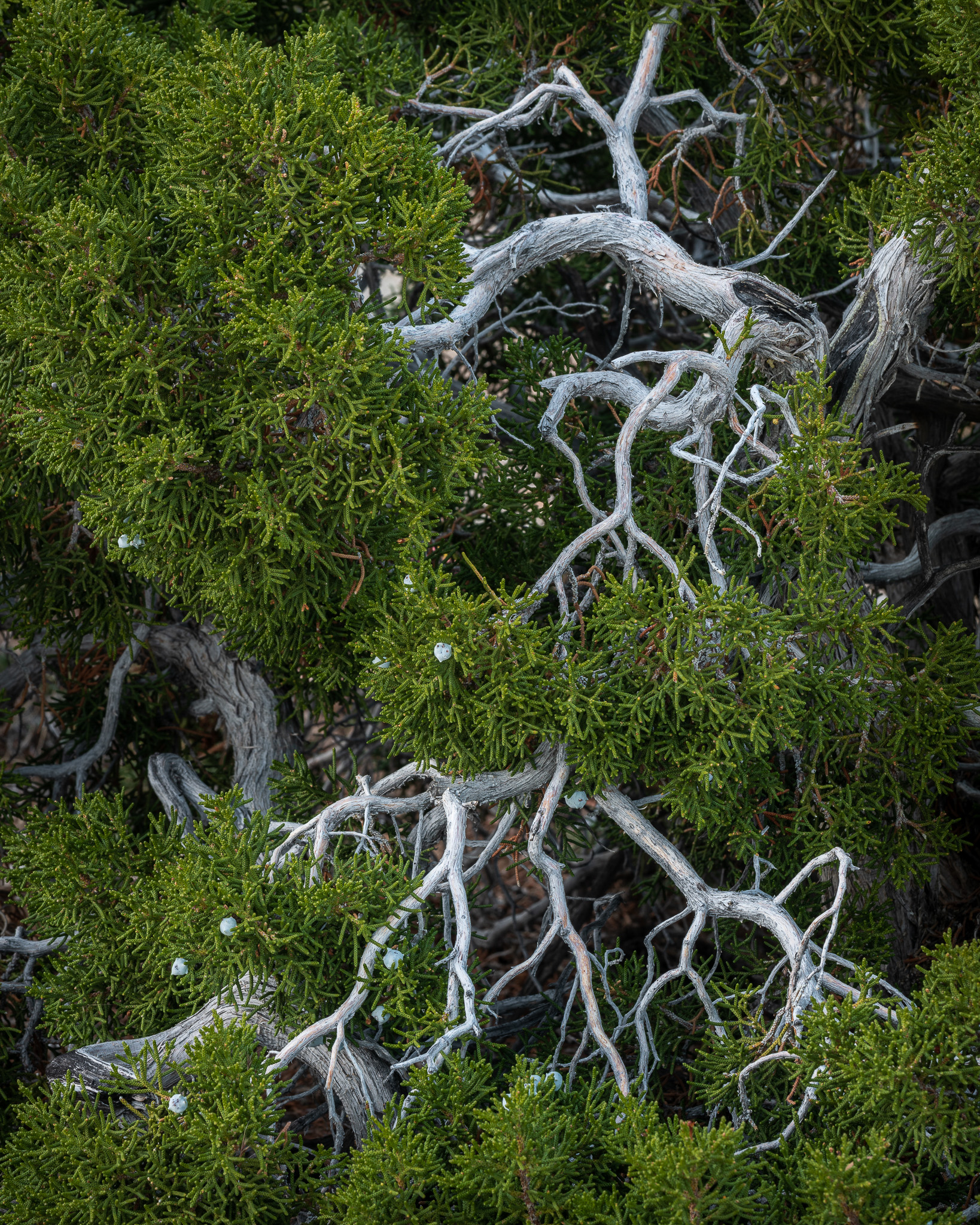 Branching Juniper