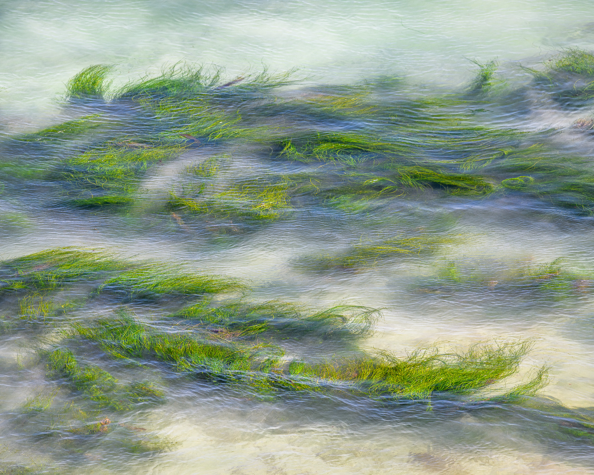 Rhythmic Seagrass