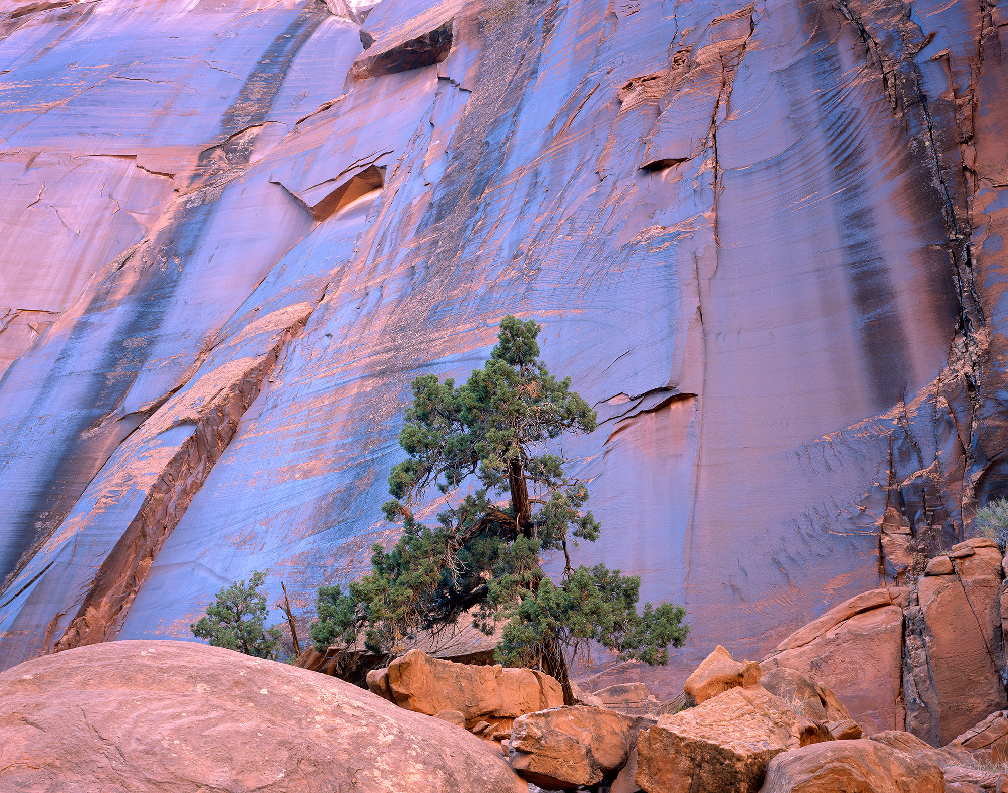 Moody Canyon Juniper At The Base Of Hydes Wall