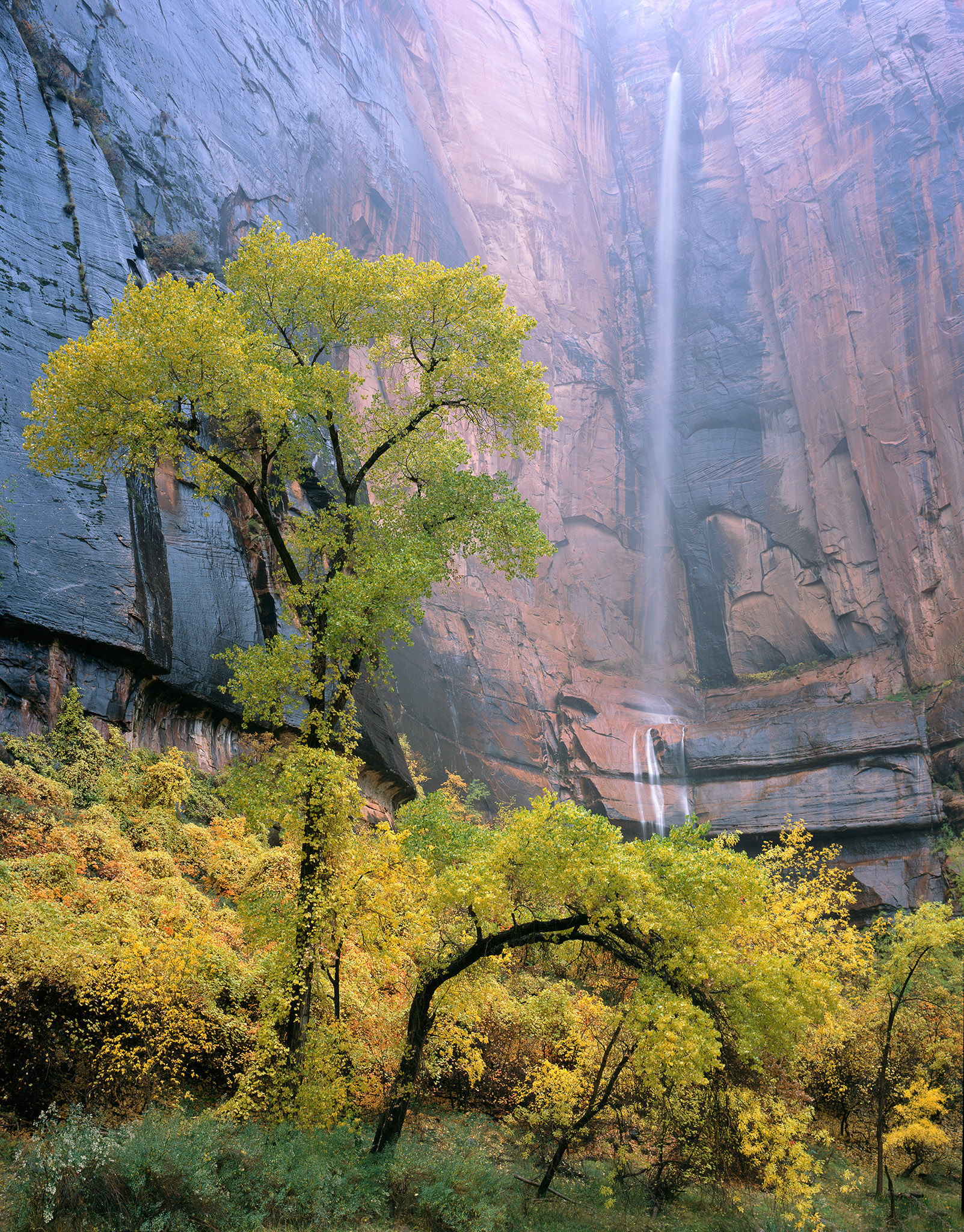 Zion Cottonwoods And Waterfall