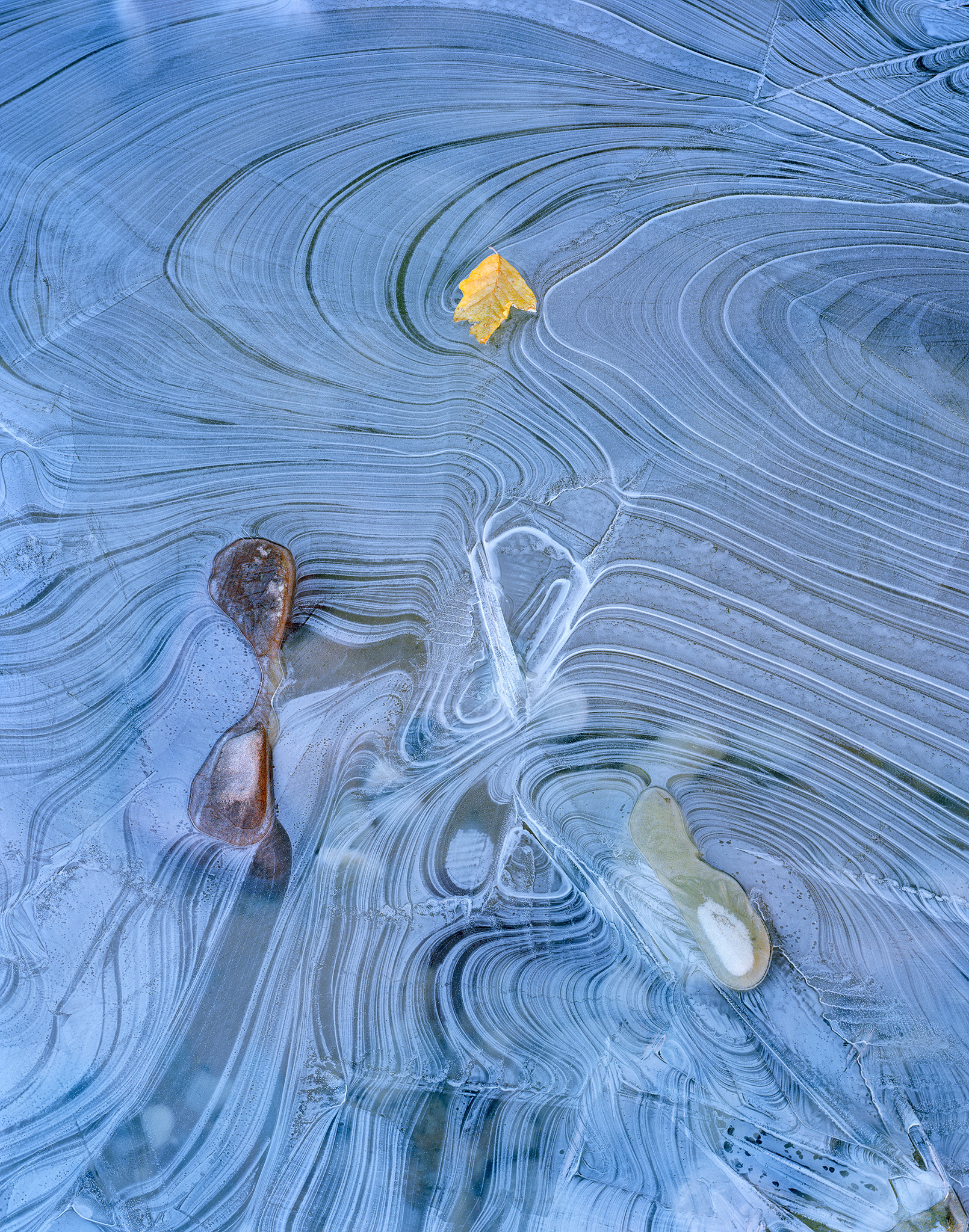 Zion Frozen Box Elder Leaf