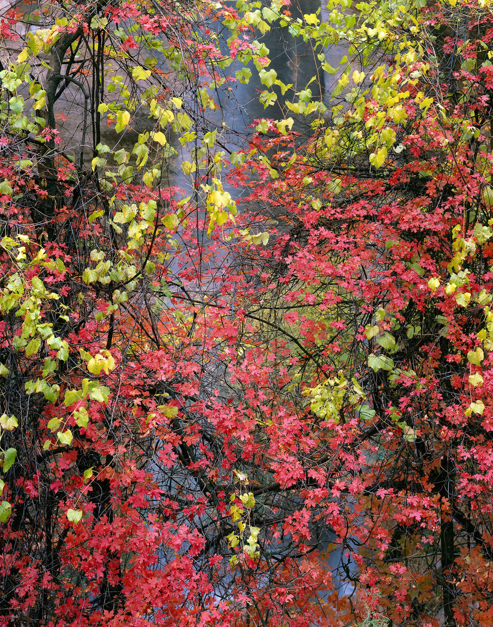Zion Red Maples And Wild Grape (v)