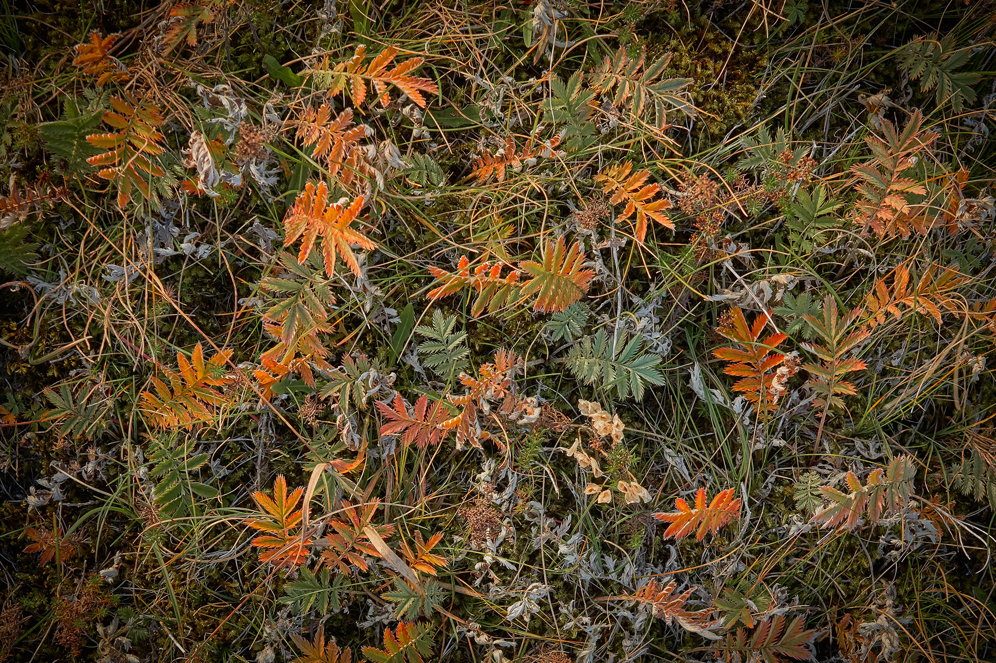 Autumn In Iceland N4