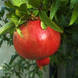 Pomegranate From Study For Lichtung, 1998, Victor Burgin, Chromogratic Print © Victor Burgin