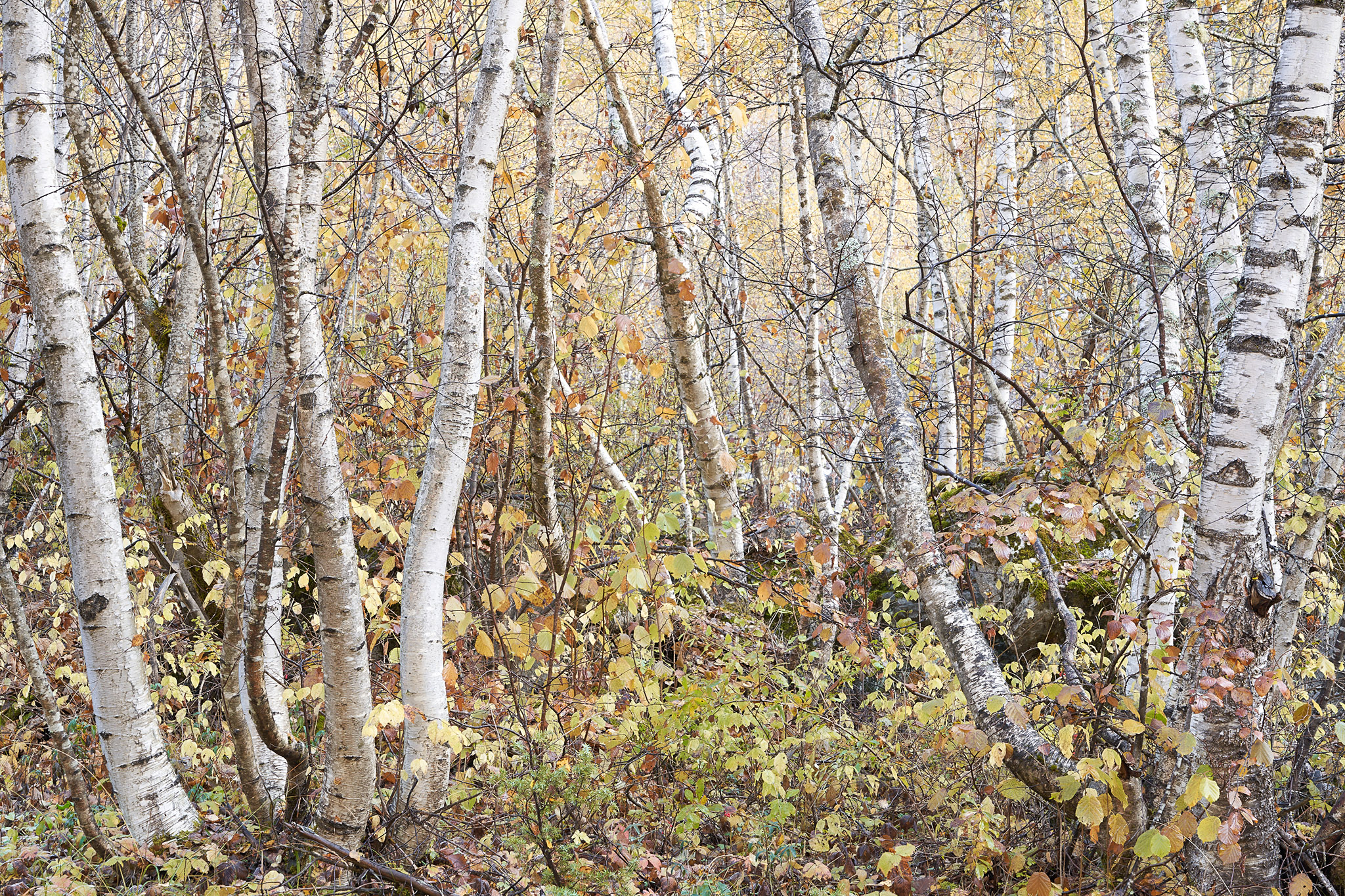 To Speak Of Solitude