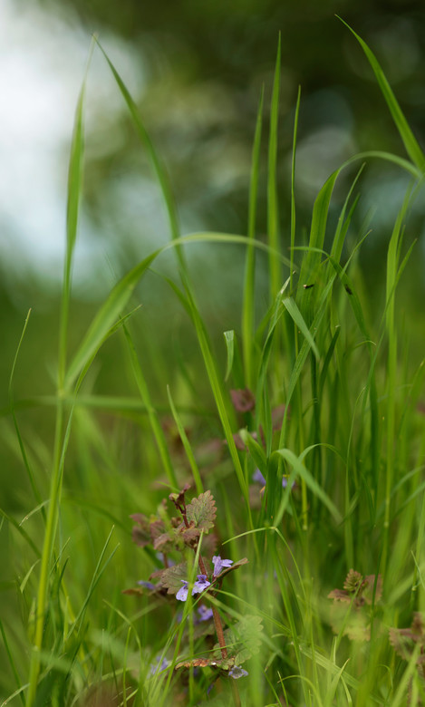 Grassbugleclarenewton