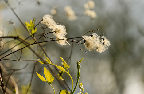 Old Mans Beard Hedgeclarenewton