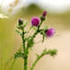 Thistle Landscape Clare Newton