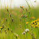 Tinydandelions Field Clarenewton