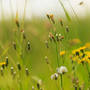 Tinydandelions Field Clarenewton