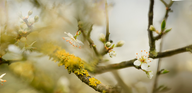 Twigs Blossomclare Newton