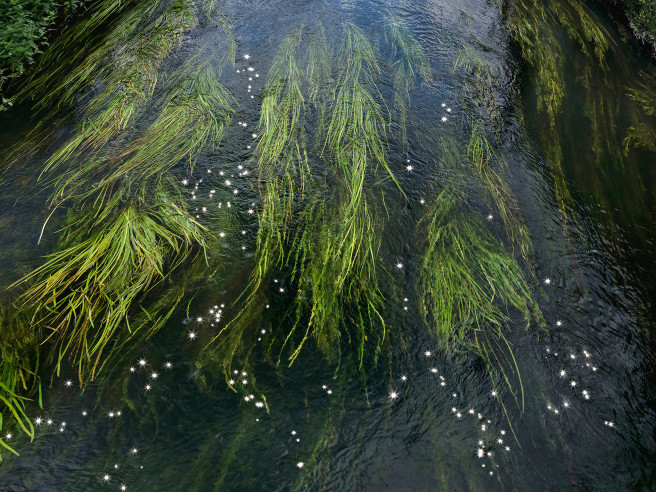 Chalk Streams 11