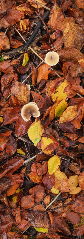 Marlborough Wood Leaf Litter And Fungi (hop)