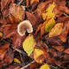Marlborough Wood Leaf Litter And Fungi (hop)