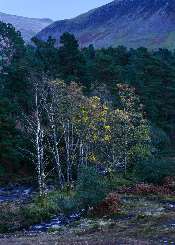 Wastwater Trees Lake District (hop)