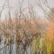 Wetland Nr The River Brue Somerset (hop)