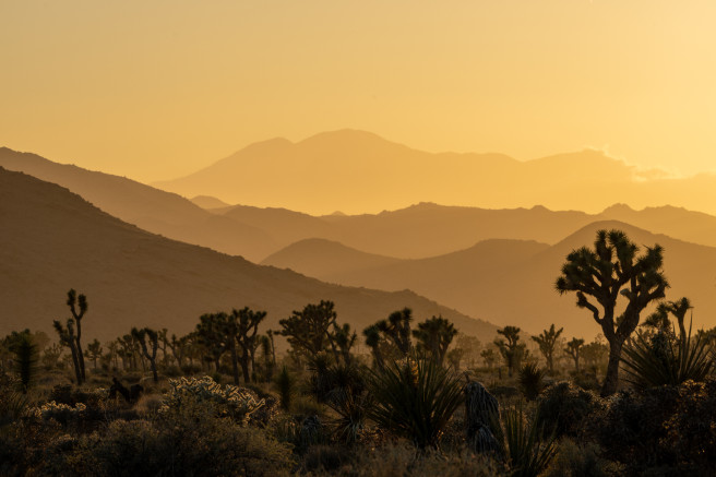 20220508 Joshua Tree Jnp 2521