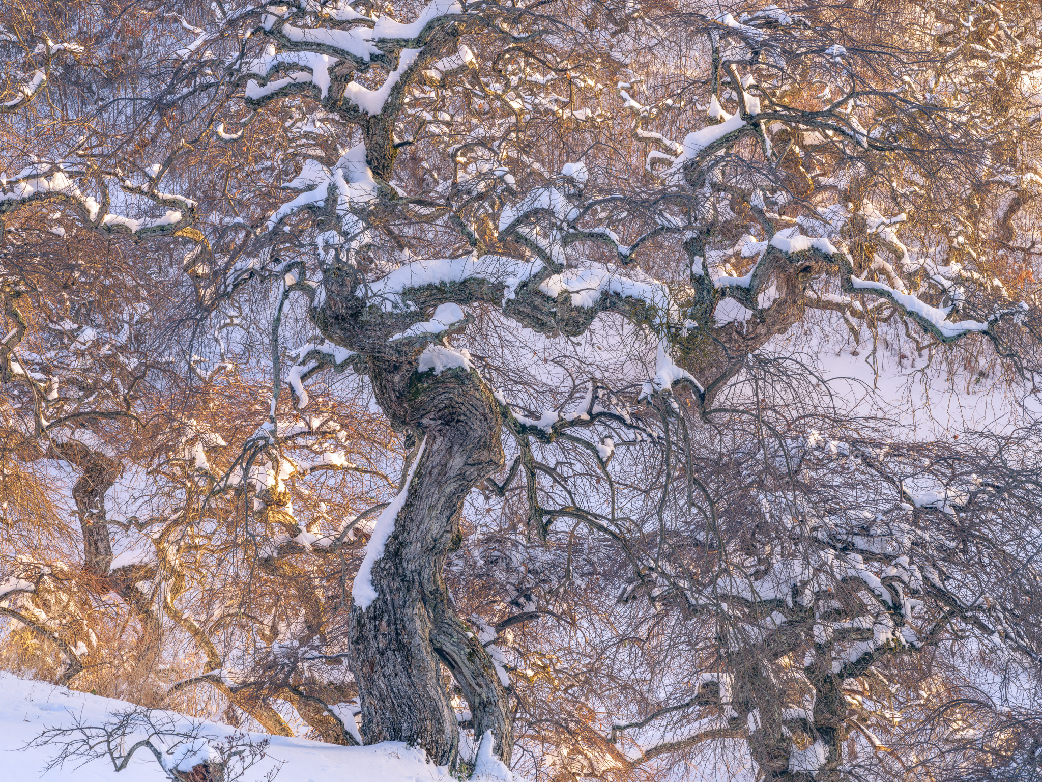 Complicated Tree Configuration