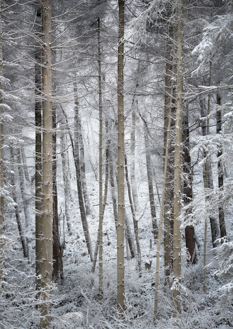 Gribdalewoodswinter