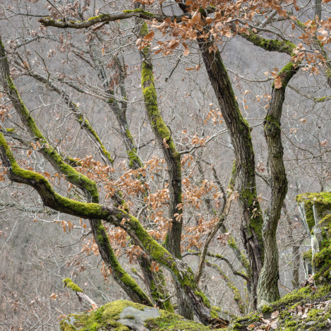 Ancient Woodland I