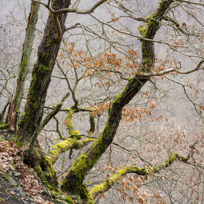 Ancient Woodland Ii