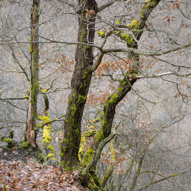 Ancient Woodland Iii